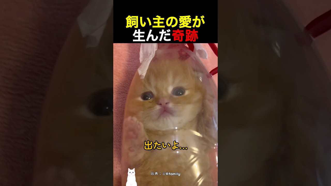 飼い主の愛が生んだ奇跡