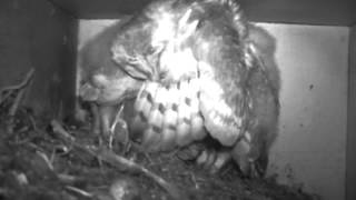 Barn owl (Tyto alba) nest box in Macedonia - 11 Macedonian Owl Trust - Skopje.