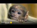 Female Langurs Rule the Hanuman Monkey Dynasty 👑 Into the Wild India | Smithsonian Channel