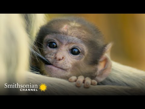 Female Langurs Rule the Hanuman Monkey Dynasty ? Into the Wild India | Smithsonian Channel