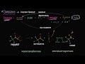 Спиртовое брожение (видео 12) | Клеточное дыхание | Биология