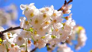 Cherry Blossom Views With Calming Music | #Sakura #Cherryblossom #Beautiful #Nature #桜