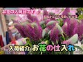 【花屋】市場の花の出荷量が少し増えてきて少し買いやすくなった?今だけかも?(笑)#700