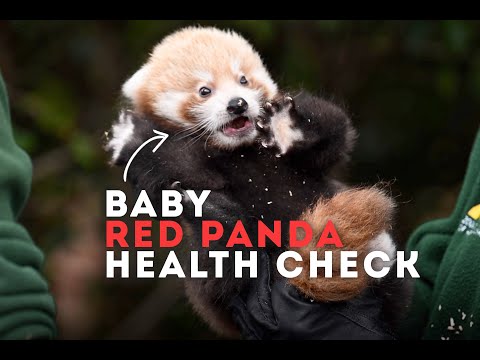 Video: Pet Scoop: Cercetările arată că delfinii folosesc numele, Zoo mână spate Baby Panda roșu