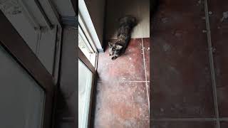 nubia dice que no quiere salir 😅🥰