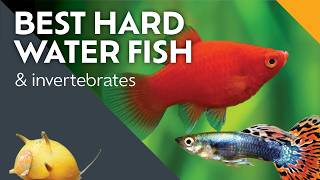 Best Hard Water Fish for Beginners