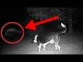 5 Dogs That Saw Something Their Owners Couldn't See : ESP and the Supernatural