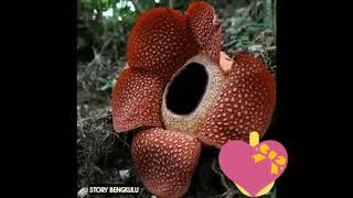 Story wa keren - BENGKULU PUNYA