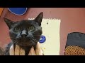 HART's Cat Room!