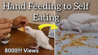 How to Stop Hand Feeding for Parrots? And Training for Self Eating Adult Food | #indianringneck