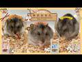 大切な小さい家族のために無添加を【小動物の無添加良品シリーズ】