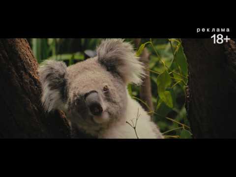 Санорин рекламный ролик коала