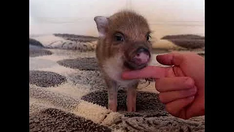Минипиги, минипиг, микропиги, микропиг, minipig, micropig, свинки, питомник, Рязанская Диковинка