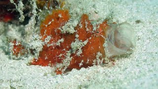 Striated Frogfish Fishing