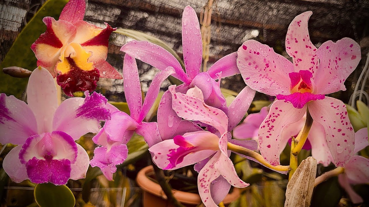 Цветущие орхидеи встречают сентябрь!!!! #каттлеи #орхидеи #цветы #исследуйте