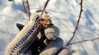 Зимняя обрезка ремонтантных сортов малины на летнее плодоношение