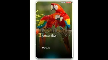 Hookah bar - full screen | whatsapp status | khiladi 786 | akshay kumar & asin | latest status |2020