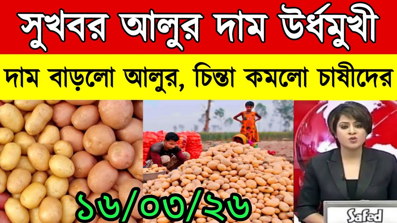 আজকের আলুর বাজার মূল্য/india potato news West bangal/Potato price today west bengal