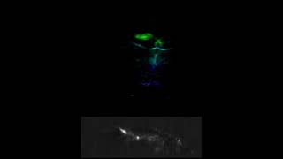 Zebrafish Brain Wide Neuronal Dynamics During Aversive Opto-Chemical Stimulus