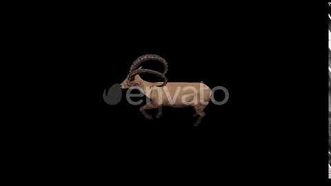 Ibex Idle Top View | Motion Graphics - Envato elements