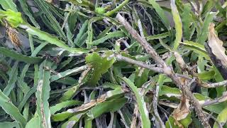 Dragon fruit last harvest for 2022