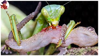 15 Locos Momentos De Peleas En El Reino De Los Insectos