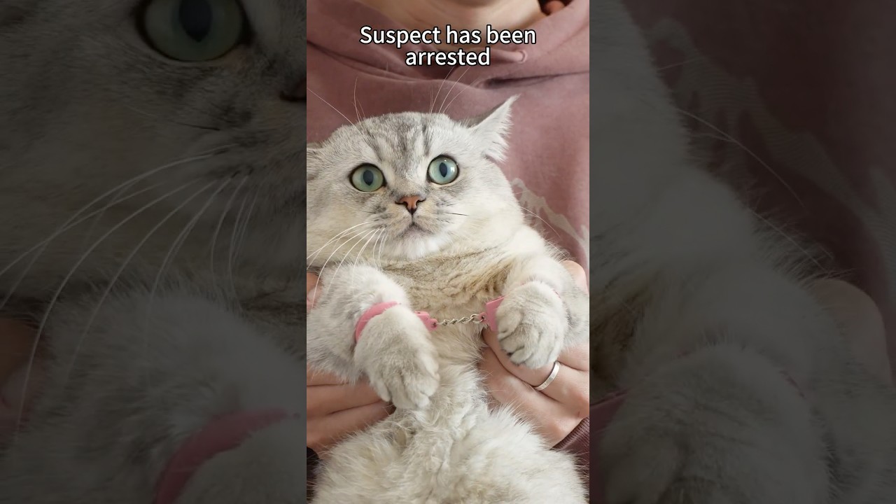 Case closed! The evidence checks out!😾😾 