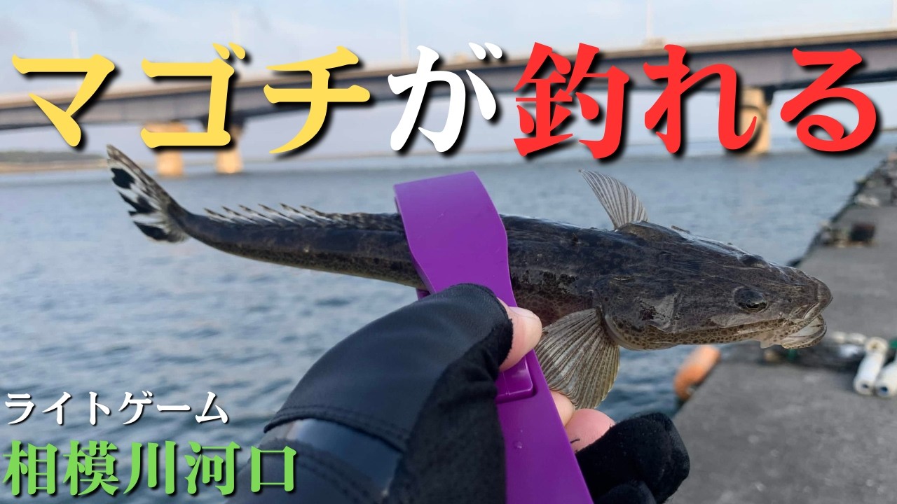 釣り人達(相模川) 相模川河口】釣り歴が浅い人がマゴチを釣っている方法【2026年7月14日