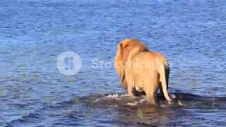 Lion in water long clip smooth Stock Video Footage   Storyblocks Video screenshot 2