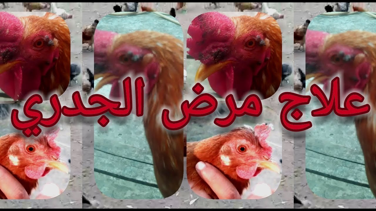بالتجربة علاج طبيعي سهل وفعال لمرض الجدري للدجاج