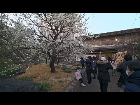 湯島の街歩き動画