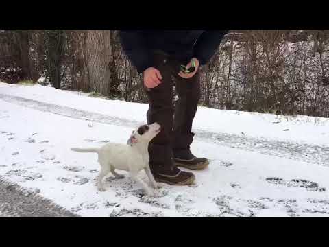 Winnie Teil 7 - Training gegen Schussangst