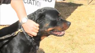 Rottweilers: What it takes to be a good Rottweiler  see these guard dogs in action on Dog TV