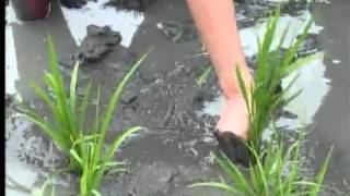 20121012《草根菩提》319出去走走--田中:心在田中央