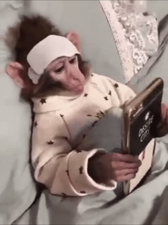 video lucu monyet sakit main hp #shorts #shortsvideo #videolucu