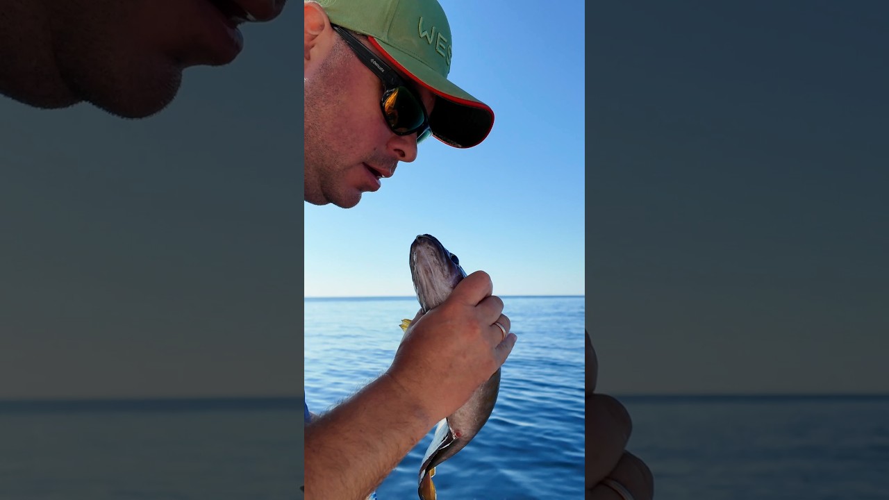 Менёк - самый настойчивый обитатель моря в Норвегии 