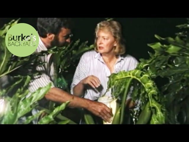 Burke's Backyard, Pollinating Philodendrons - YouTube