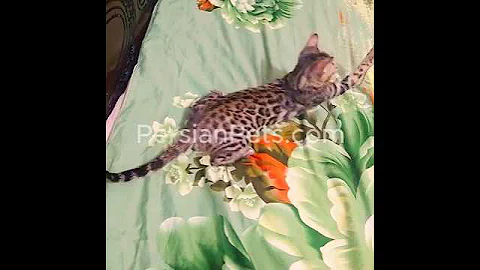 Watch the video about Asian leopard Bengal Male catAge 7 month semi adults vaccinated ,chicken boil, can food, cat food.