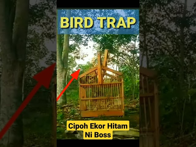 CIPOH/SIRTU BIRD TRAP class=