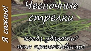 ЧЕСНОЧНЫЕ стрелки. Я сажаю.