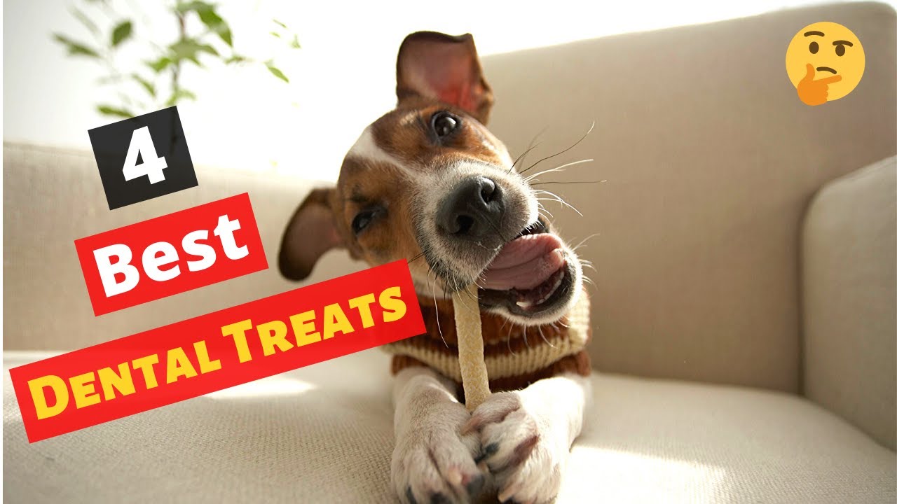 Best Dog Dental Treats In 2022 | Review Of The Best Dental Treats For Dogs