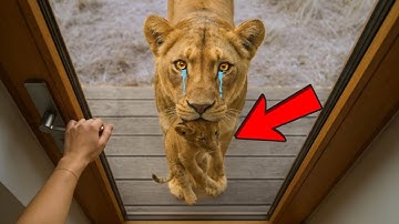 She Saved This Lion 12 Years Ago. Now It Returned to Her Door BEGGING for Help