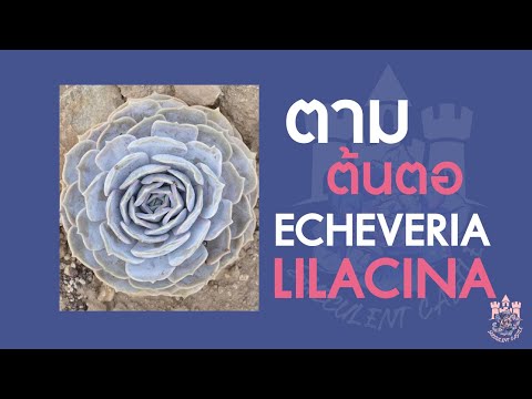 วีดีโอ: เจ้าชายดำฉ่ำอะไร: เรียนรู้เกี่ยวกับเจ้าชายดำ Echeveria Care