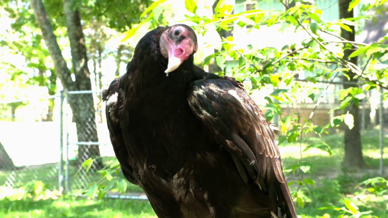 Turkey Vulture YouTube
