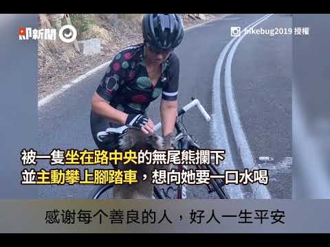 澳洲無尾熊（BGM: 蟲兒飛）