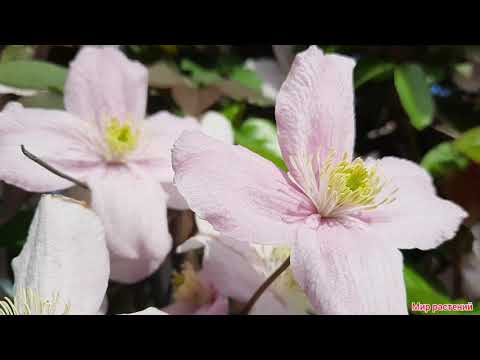 Video: Clematis Rak