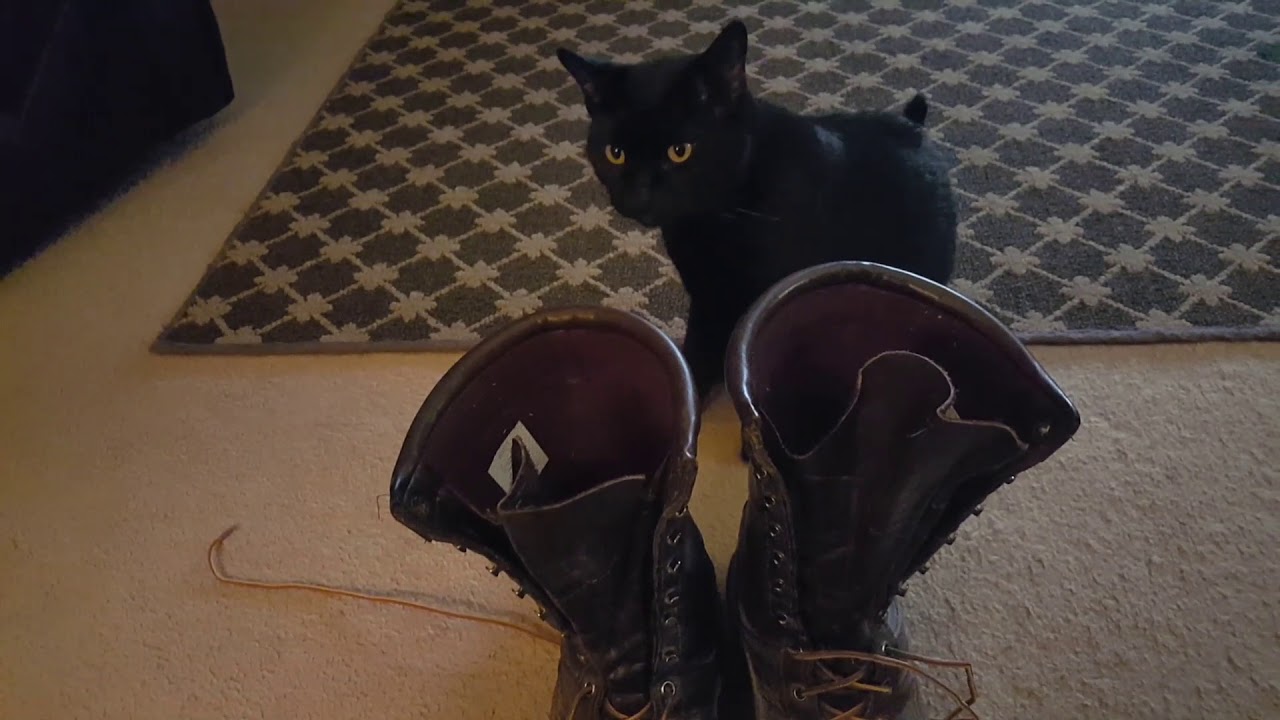 cat hoffman boots