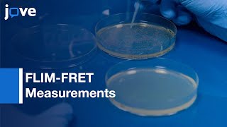 FLIM-FRET Measurements: Protein-Protein Interactions-Live Bacteria l Protocol Preview