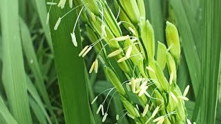 PENTING DI KETAHUI BUNGA PADI