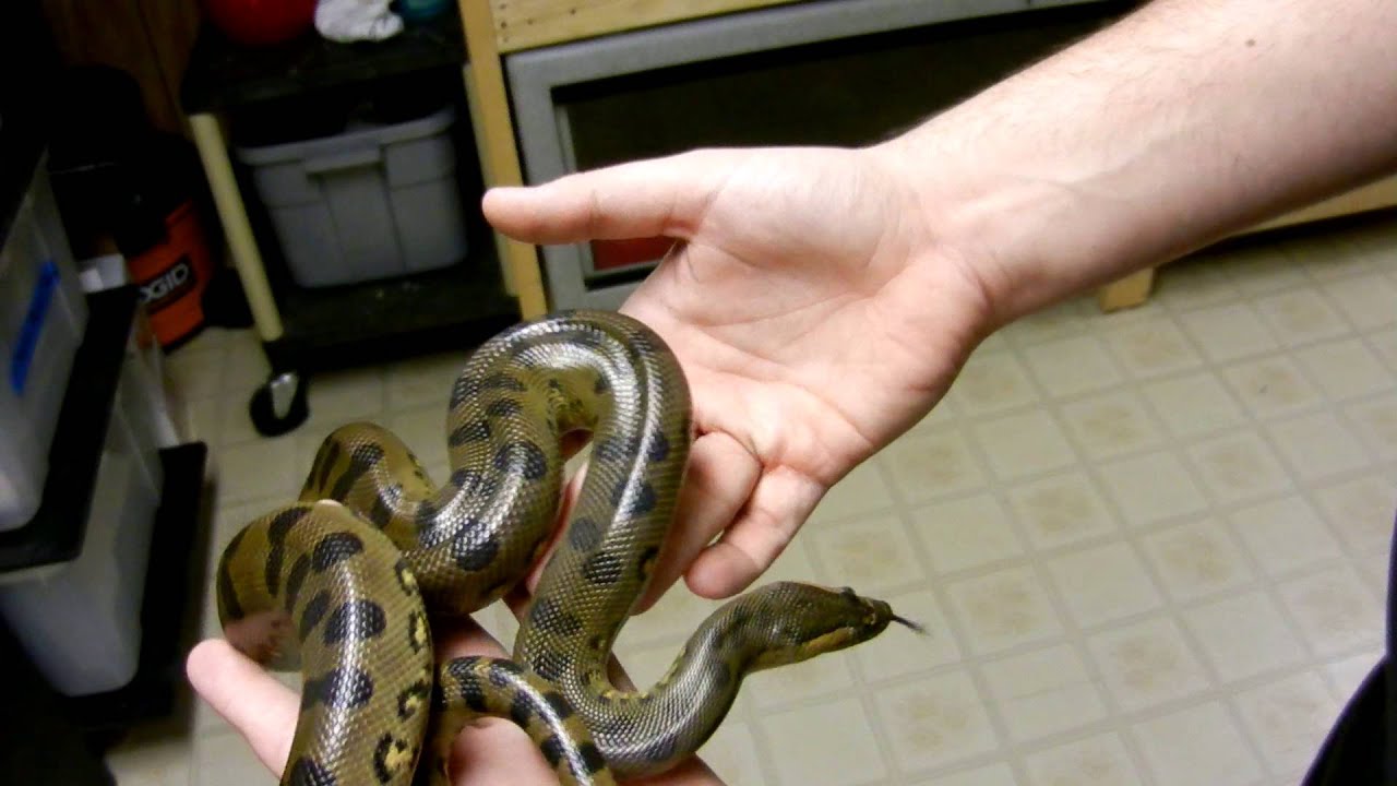 snake oil NOT A RETIC!!!!